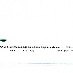 Blue with Online Birds
