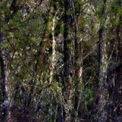 Tree Line