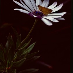 Flor de Lima