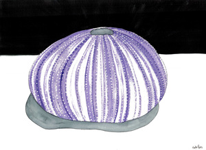 Purple Urchin