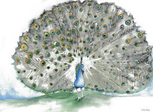 peacock