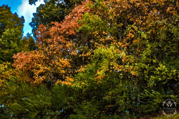 Nature in Fall Print