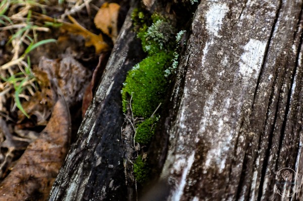 Still Moss Print