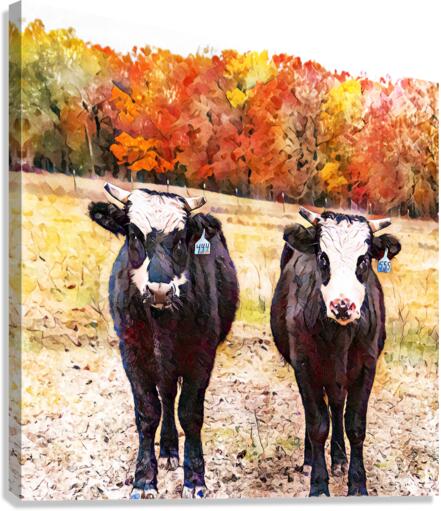 Two Steers Canvas Print