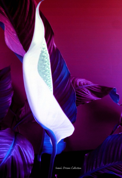 Plum Purple Peace Lily by Crystal Imani Wall Art
