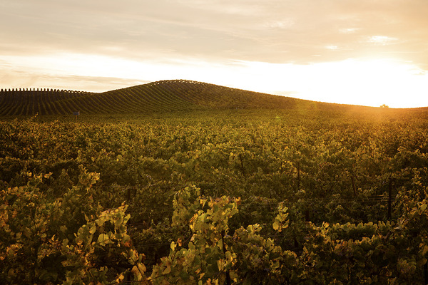 Olivier St-onge 3 Print