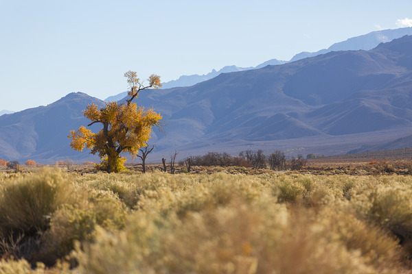 Olivier St-onge 8 Print