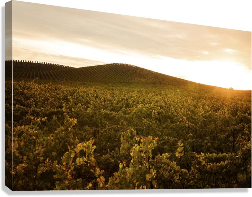 Olivier St-onge 3 Canvas Print