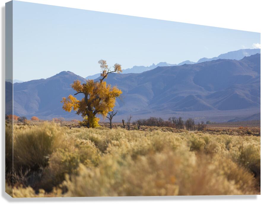 Olivier St-onge 8 Canvas Print