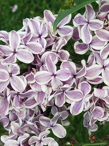 Mauve cluster