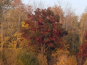 Autumn Maple tree 