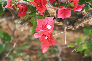 Cuba red flower