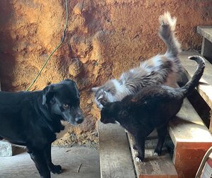 Gunner not impressed