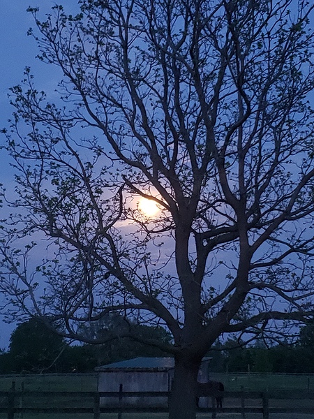 Peek a boo moon Print