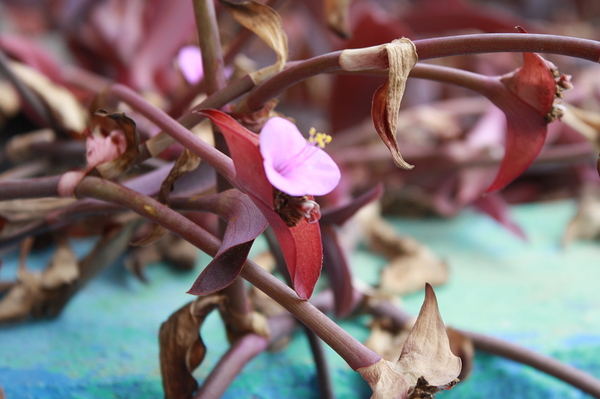 Cuba pink cup flower Print