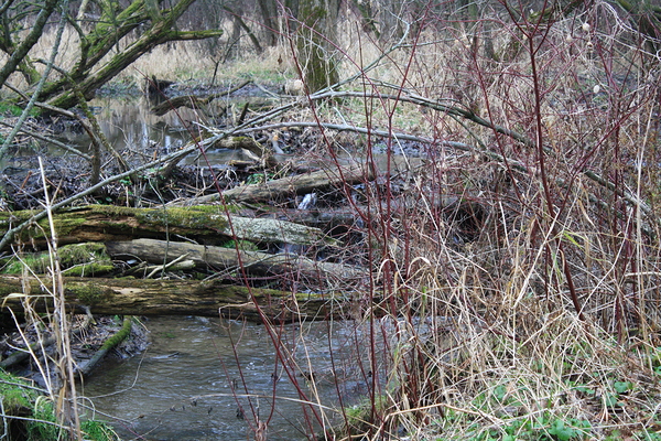Spring creek Print