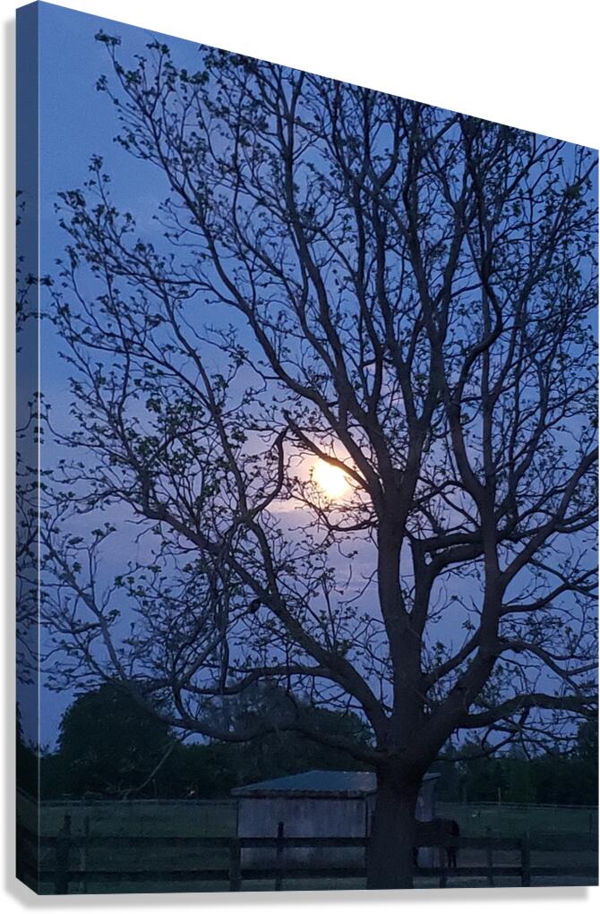 Peek a boo moon Canvas Print