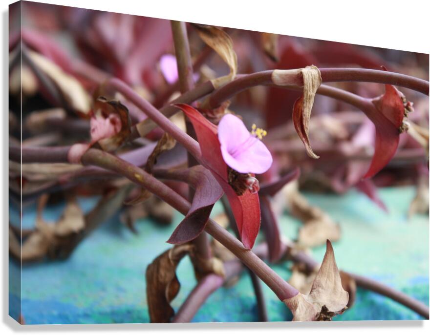 Cuba pink cup flower Canvas Print