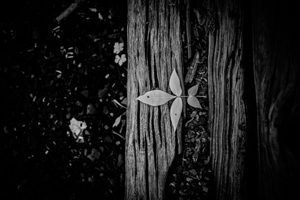Step Above 