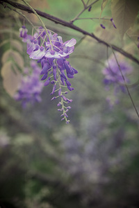 Wisterias Whisper