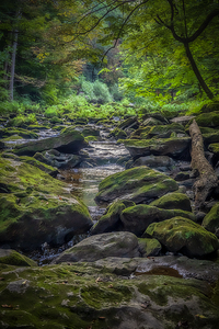 Mossy Embrace of Stability