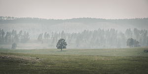 Solitudes Symphony: A Journey Through Custers Wildlife Loop