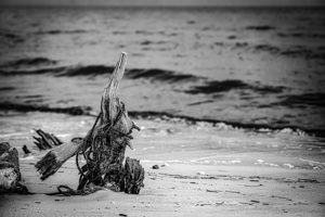 Driftwood Rhapsody on Serene Sands