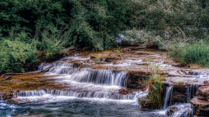 Tranquil Cascades: A Quaint Ducks Tale Upstream from Niagara Falls