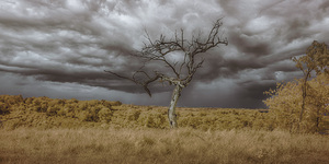 Rooted in the Tempest