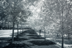 Canopy of Silent Shadows