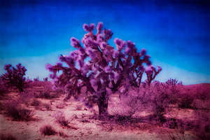 Whispers of the Desert Dream