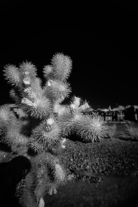 Intricate Dance of Cactus Spines