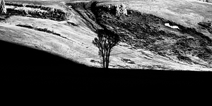 Solitary Sentinel