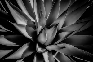 Silent Symphony of Leafy Angles