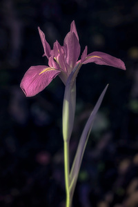 Pink Petals Eloquent Contrast