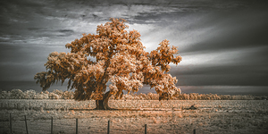 Guardian of the Bayou Country