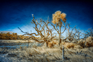 Isolated Serenity: Rows End