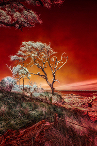Ruby Bonsai: A Botanical Marvel Unveiled on Driftwood Beach