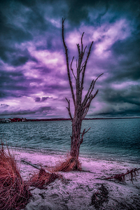 Mystical Resilience: Patuxent Rivers Purple Infrared Tree in a Storm