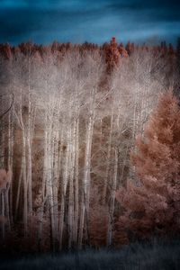 Mueller Aspen Series: Enchanted Woods
