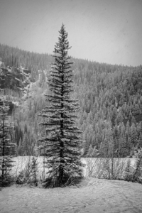 Lone Snowy Pine