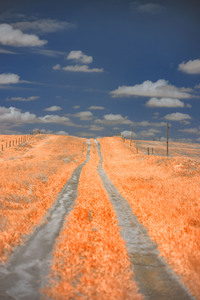 Nebraska Red Farmlane