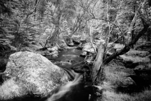 Monochromatic Serenity: Exploring Grace Coolidge Creek in Custer