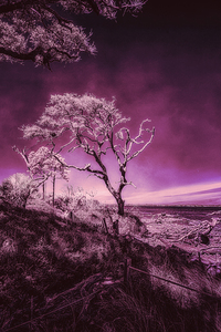 Purple Bonsai:A Botanical Marvel Unveiled on Driftwood Beach