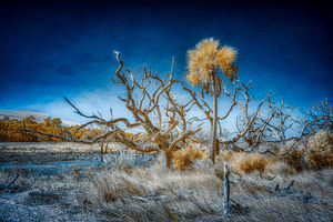 Isolated Serenity: Rows End