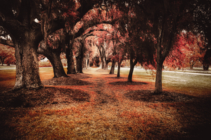 Crimson Avenue of Oaks