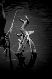 Sylvans Skeleton Waltz