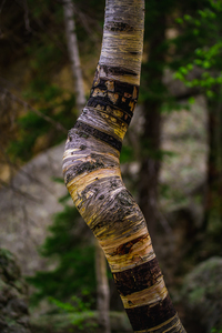 Exploring Sylvan Lake: Capturing the A Bent Aspen