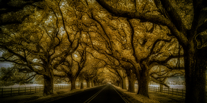 Saint Bernards Tree Road
