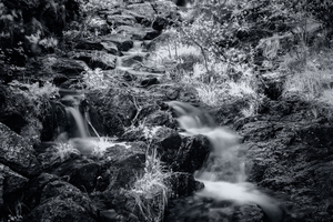 Bismarcks Silver Dance